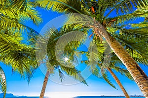 Coconut palm trees against blue sky and beautiful beach in Pattaya Thailand