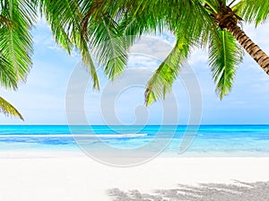 Coconut palm trees against blue sky and beautiful beach in Punta Cana, Dominican Republic