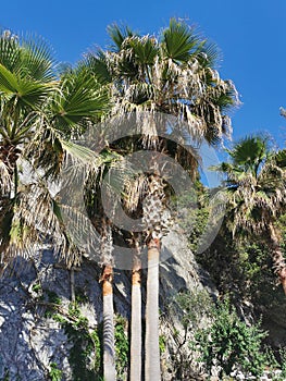 Coconut palm trees against the blue sky. Beautiful natural tropical background