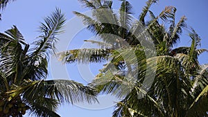 Coconut palm trees against blue sky and windy