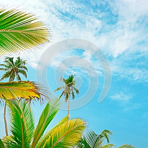 Coconut palm trees against sky