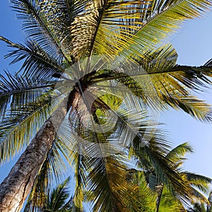 Coconut palm trees against sky