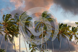 Coconut palm trees against sunset sky and pink clouds. Tropical jungle forest, panoramic nature banner. Idyllic natural
