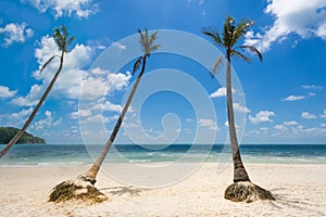 Coconut palm trees at the  Bai Sao beach
