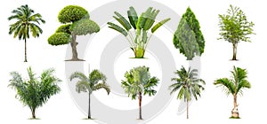 Coconut and palm trees,Bamboo,Banana ,Tako , Isolated tree on white background ,