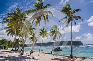 Coconut palm trees at the beach