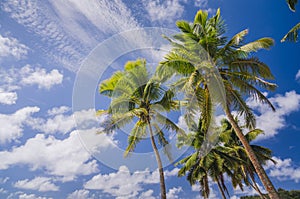 Coconut palm trees at the beach