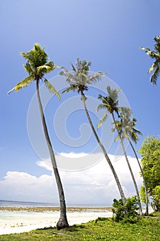 Coconut palm trees on beach