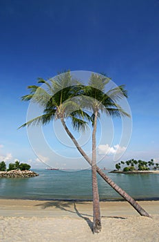 Coconut palm trees on beach