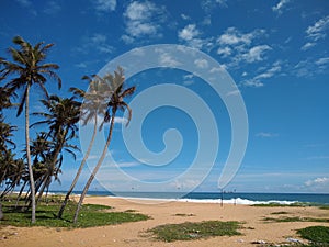 coconut palm trees on the beach, blue sky background, Poovar beach, Thiruvananthapuram Kerala,  seascape view