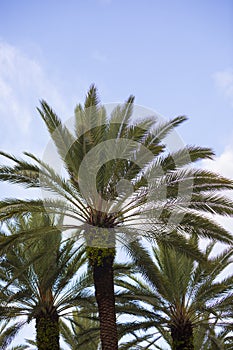 Coconut palm trees Beautiful natural tropical background. Toned photo. Copy space.