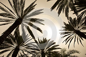 Coconut palm trees Beautiful natural tropical background. Toned photo. Copy space