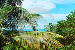 Coconut palm trees on beautiful tropical background.