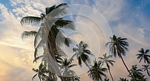 Coconut palm trees, beautiful tropical background