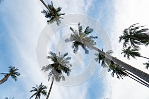 Coconut palm trees with a blue cloudy sky perspective view.