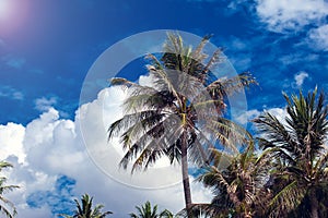 Coconut palm trees on blue sky background