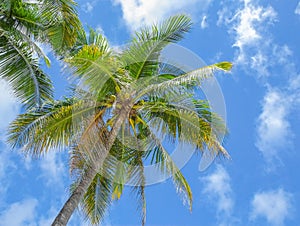 Coconut palm trees on blue sky background