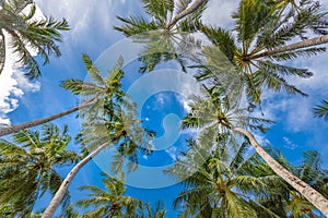 Coconut palm trees with blue sky, beautiful tropical background. Idyllic natural concept