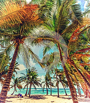 Coconut palm trees in Bois Jolan beach