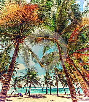 Coconut palm trees in Bois Jolan beach photo