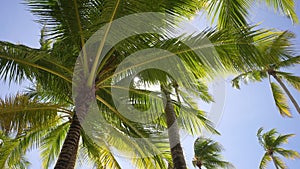 Coconut palm trees bottom leaves view sun shining through branches sunny. Tropic island. Wide angle shot. Sun flares