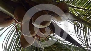 Coconut palm trees bottom view. Green palm tree on blue sky background. View of palm trees against sky. Beach on the