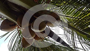 Coconut palm trees bottom view. Green palm tree on blue sky background. View of palm trees against sky. Beach on the