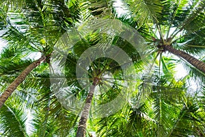 Coconut palm trees bottom view , perspective view