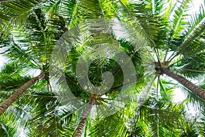 Coconut palm trees bottom view , perspective view