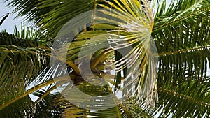 Coconut palm trees bottom view. View of palm trees against sky.