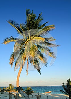 Coconut palm trees Caribbean tropical beach
