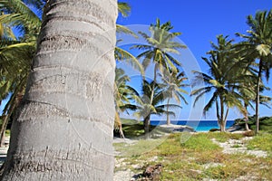 Coconut palm trees Caribbean tropical beach
