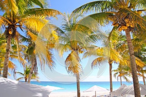 Coconut palm trees Caribbean tropical beach