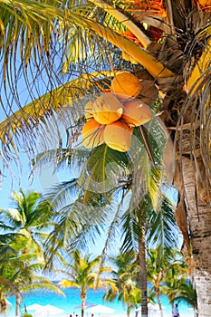 Coconut palm trees Caribbean tropical beach