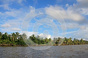 Coconut palm trees, Cayapas River, Esmeraldas province, Ecuador