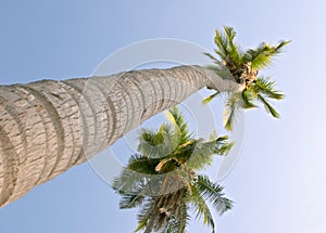 Coconut palm trees (Cocos nucifera) photo