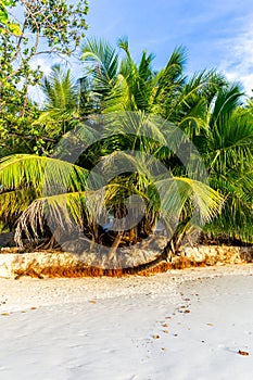 Coconut palm trees Cocos nucifera on white sandy beach Anse Lazio, Praslin Island, Seychelles.