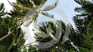 Coconut palm trees crowns against blue sunny sky perspective view from the ground. Tropical travel background landscape at