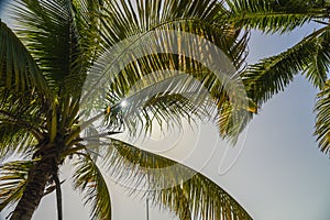 Coconut Palm Trees in Cuba