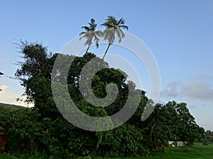 Coconut palm trees defining the landscape