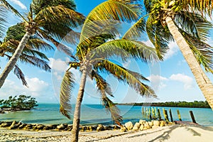 Coconut palm trees in famous Sombrero Beach photo
