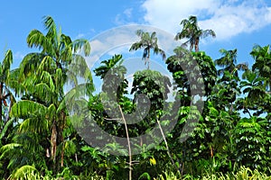 Coconut palm trees in forest