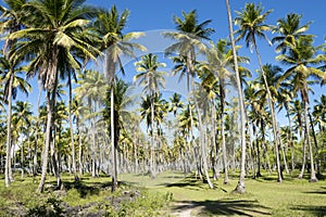 Coconut Palm Trees Grove Blue Sky