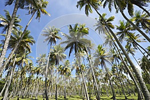 Coconut Palm Trees Grove Standing in Blue Sky