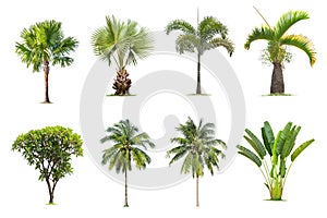 Coconut and palm trees Isolated tree on white background ,