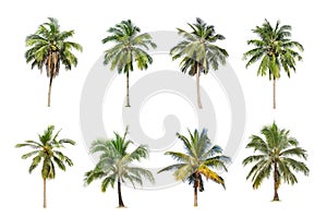 Coconut and palm trees Isolated tree on white background ,