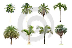 Coconut and palm trees Isolated tree on white background ,