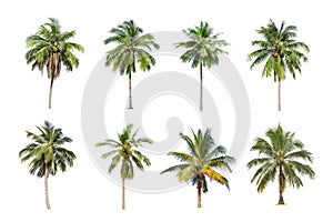 Coconut and palm trees Isolated tree on white background.