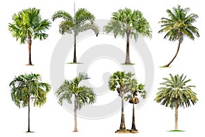 Coconut and palm trees Isolated tree on white background