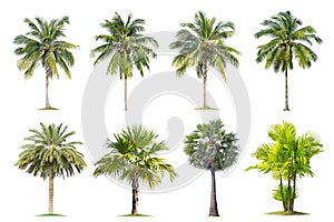 Coconut and palm trees Isolated tree on white background